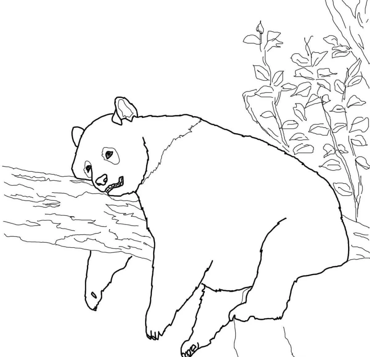 Red Panda Coloring Pages 16