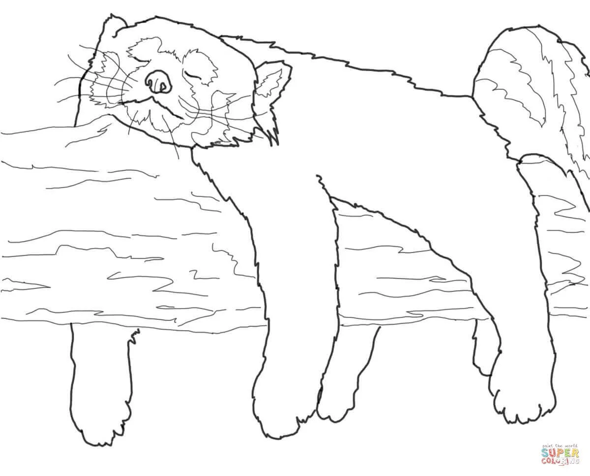 Red Panda Coloring Pages 18