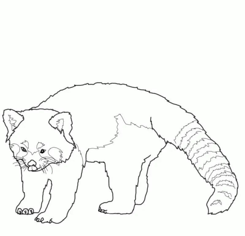 Red Panda Coloring Pages 24