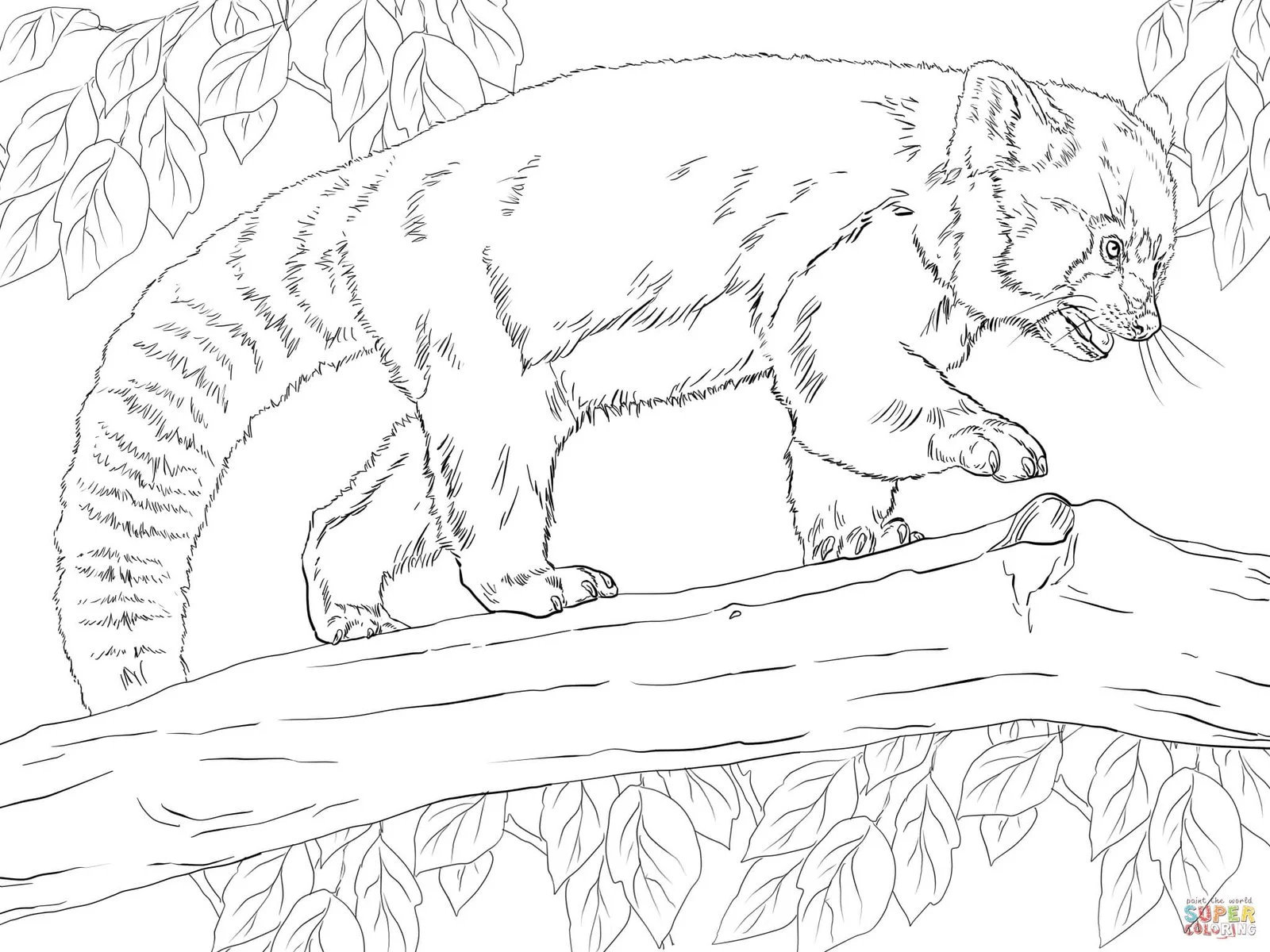 Red Panda Coloring Pages 4