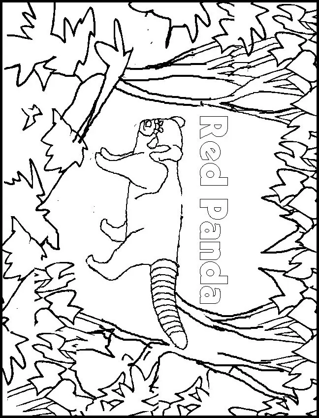 Red Panda Coloring Pages 6