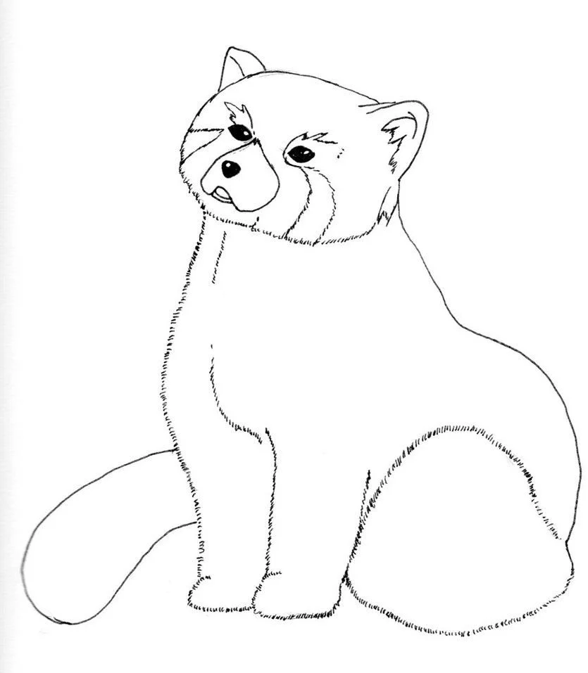 Red Panda Coloring Pages 7