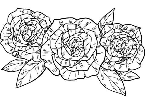 Roses Coloring Pages 26