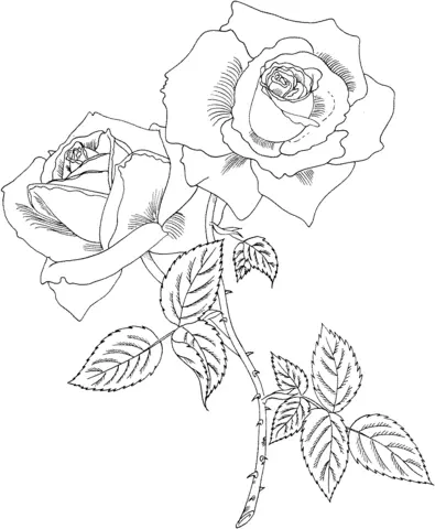 Roses Coloring Pages 47