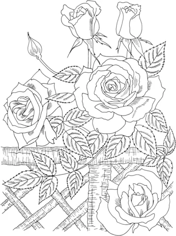 Roses Coloring Pages 51