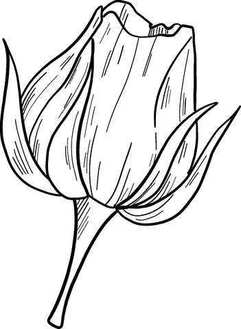 Roses Coloring Pages 52