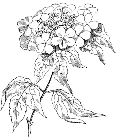 Roses Coloring Pages 60