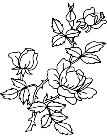 Roses Coloring Pages 73