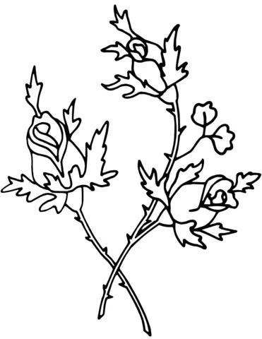 Rosen Ausmalbilder 75