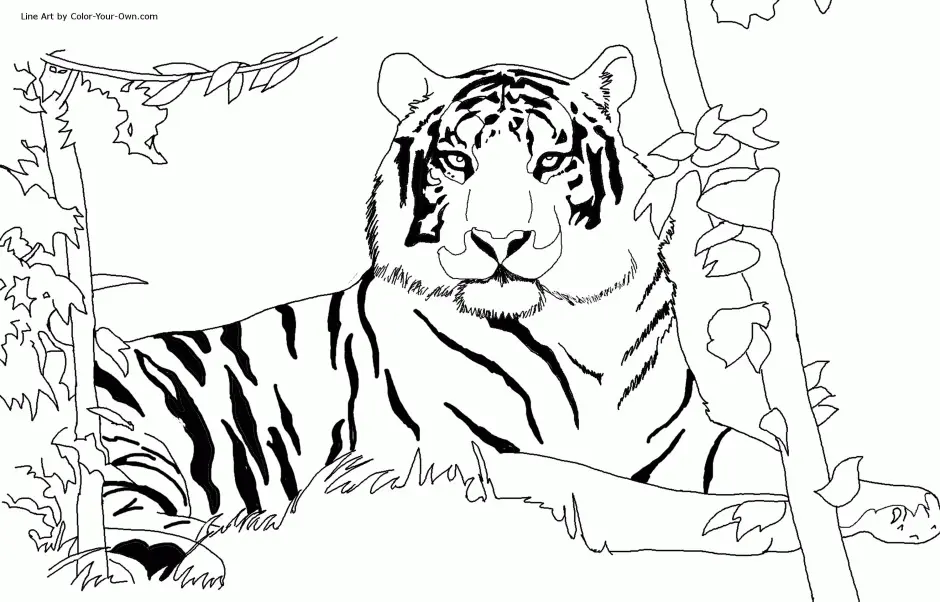 Safari Animals Coloring Pages 6