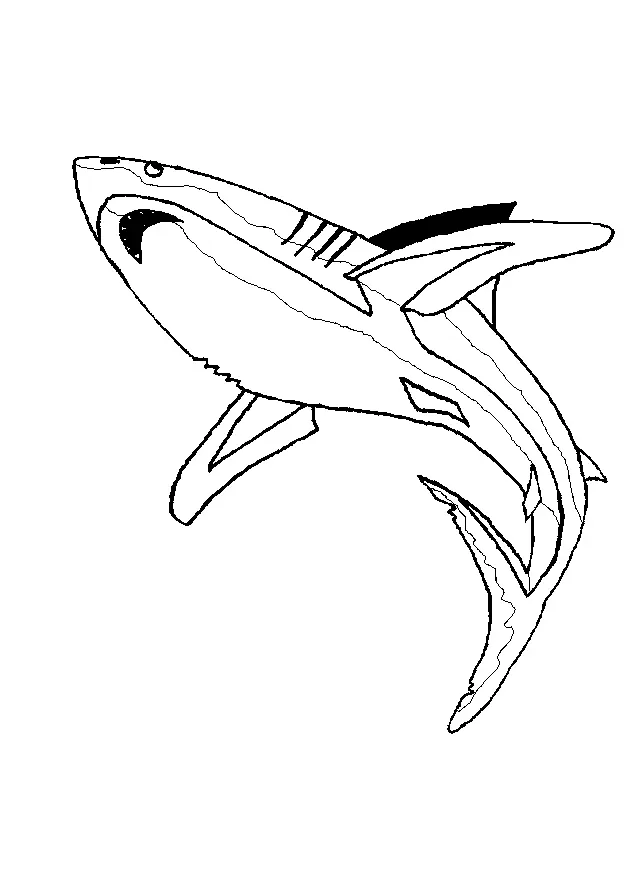 Haifisch Ausmalbilder 69