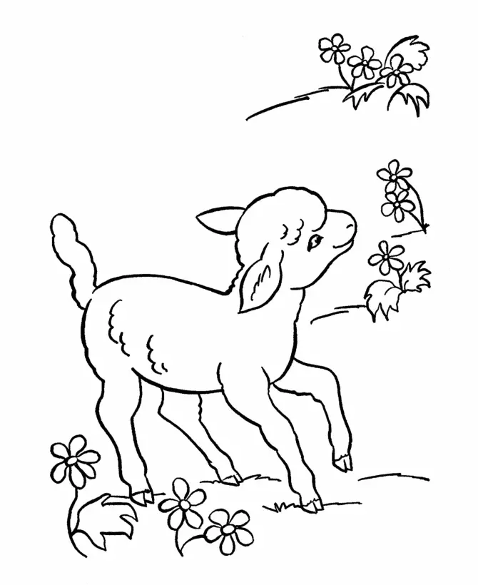 Sheep Coloring Pages 13