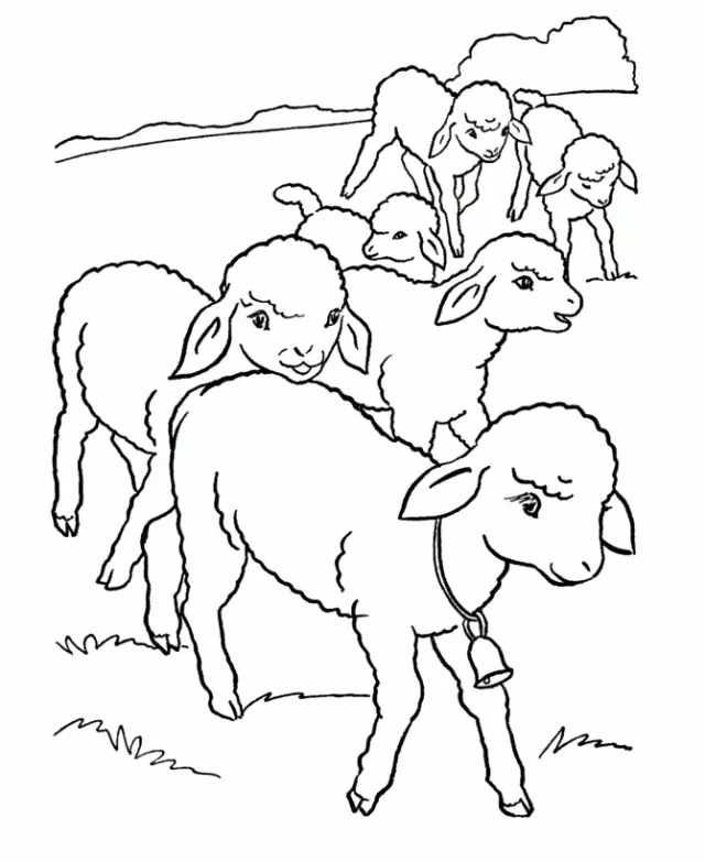 Sheep Coloring Pages 14