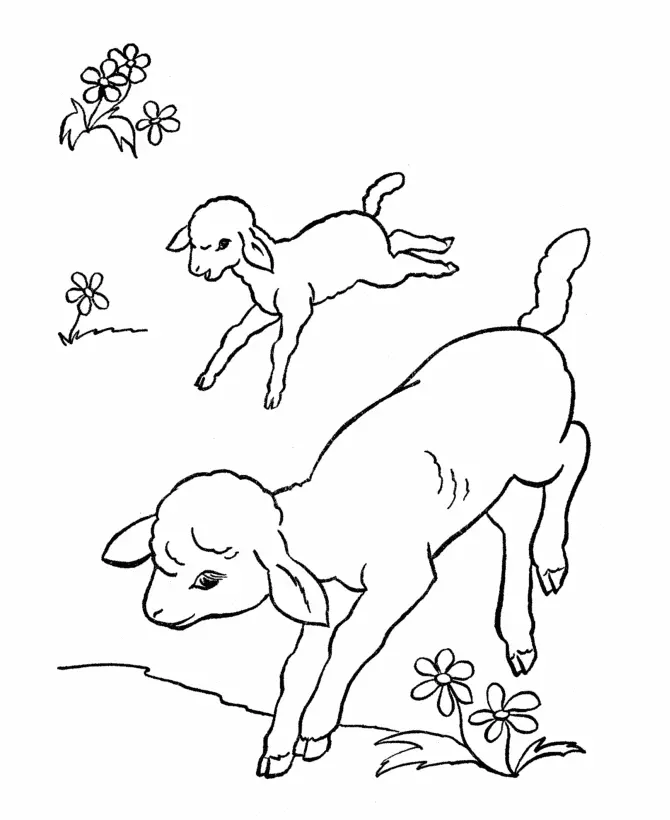 Sheep Coloring Pages 17