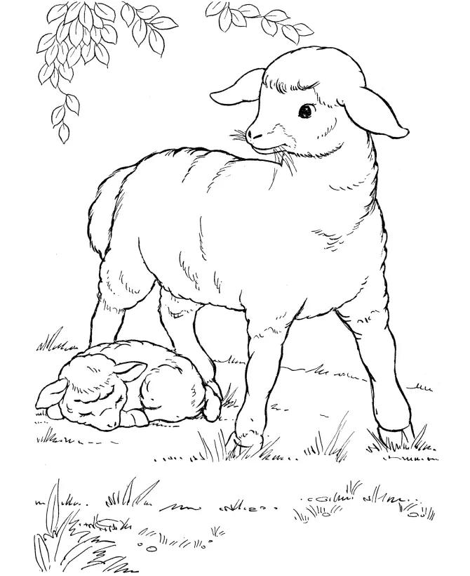 Sheep Coloring Pages 19