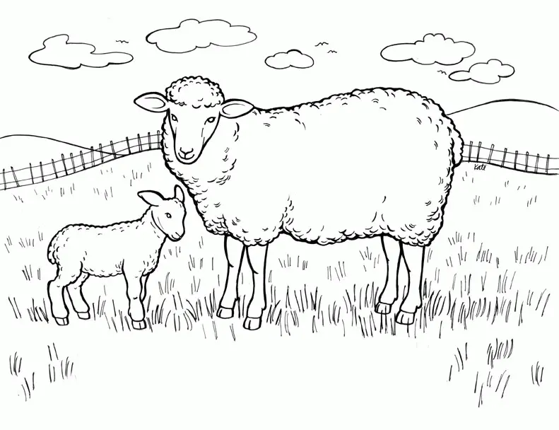 Sheep Coloring Pages 2