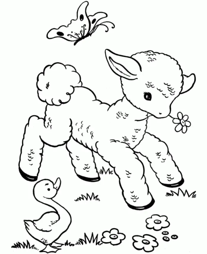 Sheep Coloring Pages 23