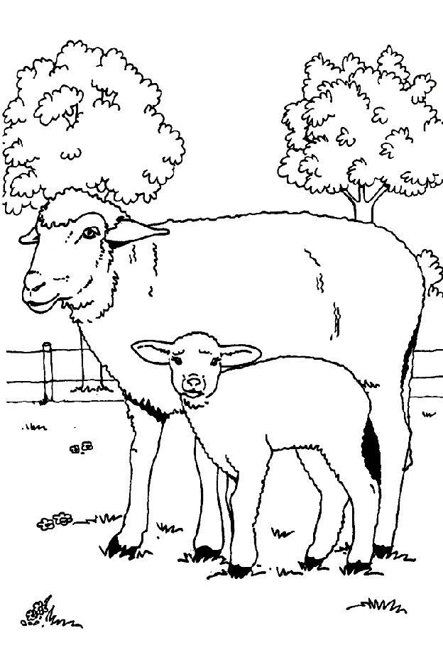 Sheep Coloring Pages 39