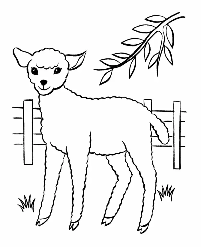 Sheep Coloring Pages 43