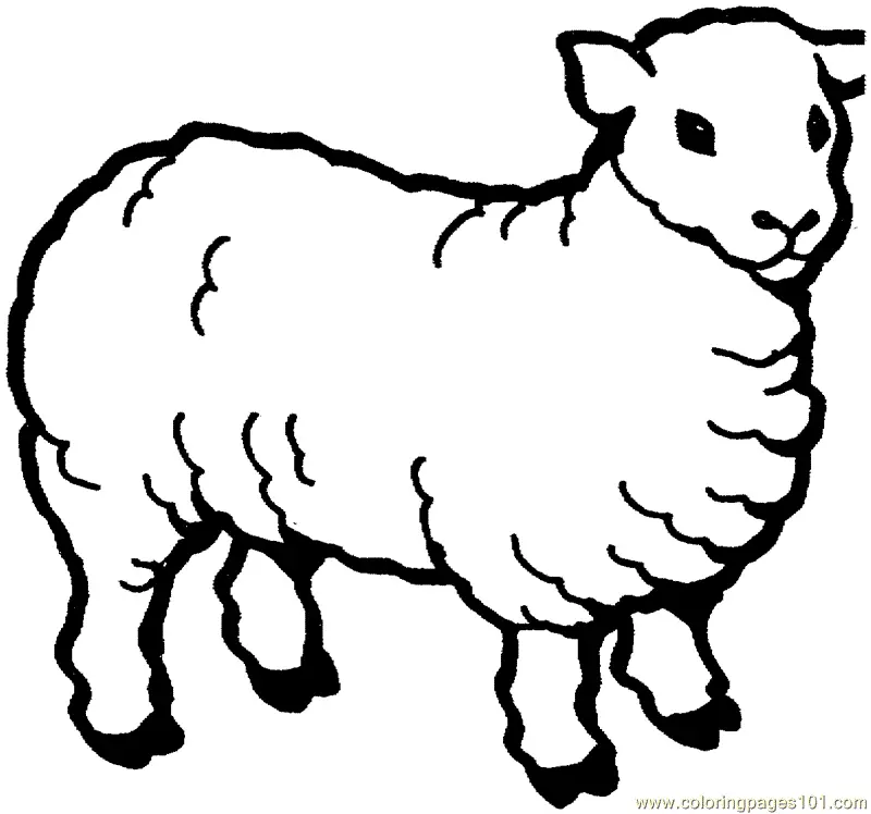 Sheep Coloring Pages 47