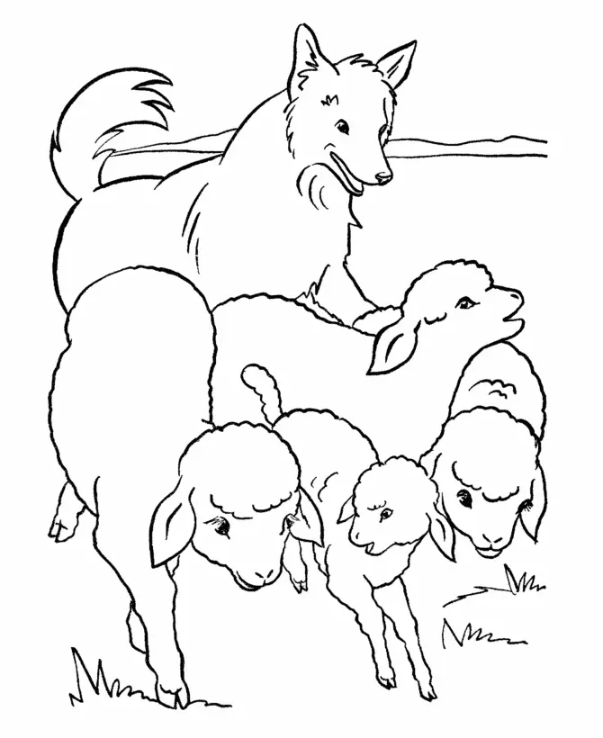 Sheep Coloring Pages 7