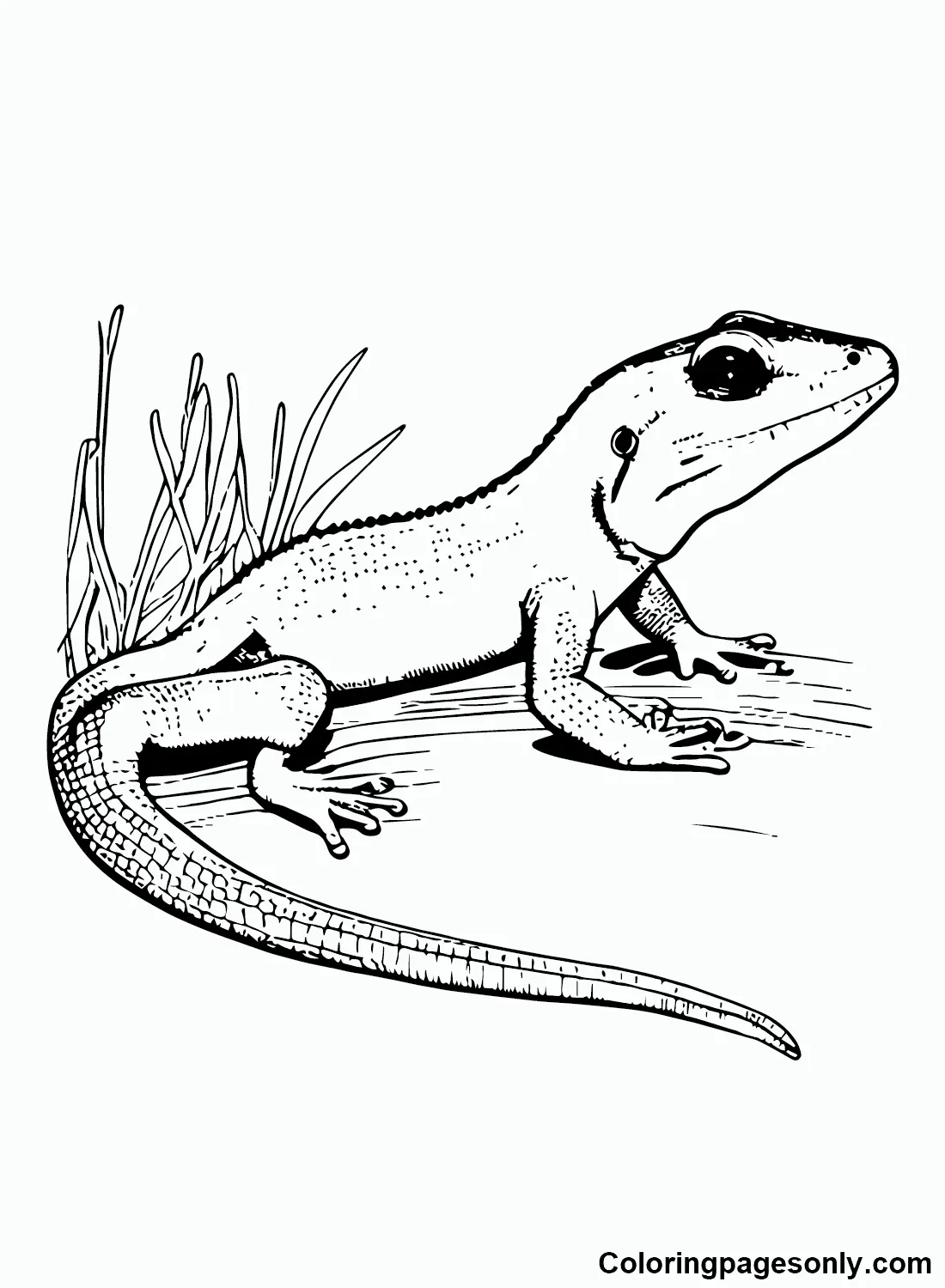 Skink Coloring Pages 13