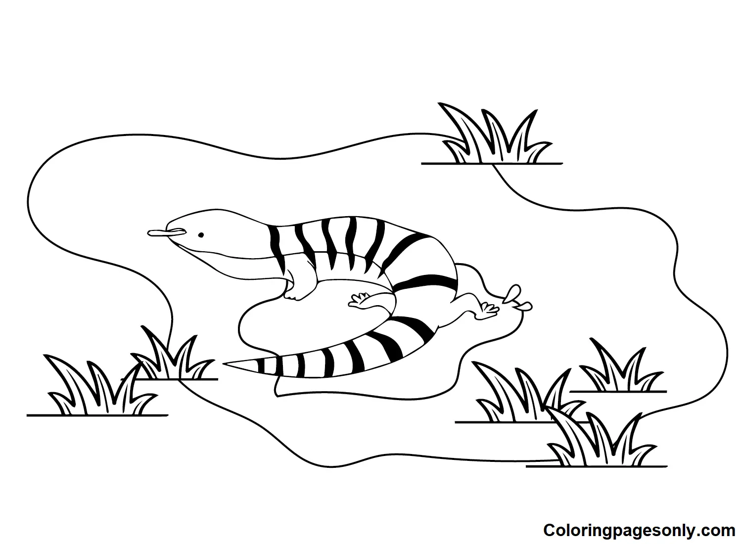 Skink Coloring Pages 8