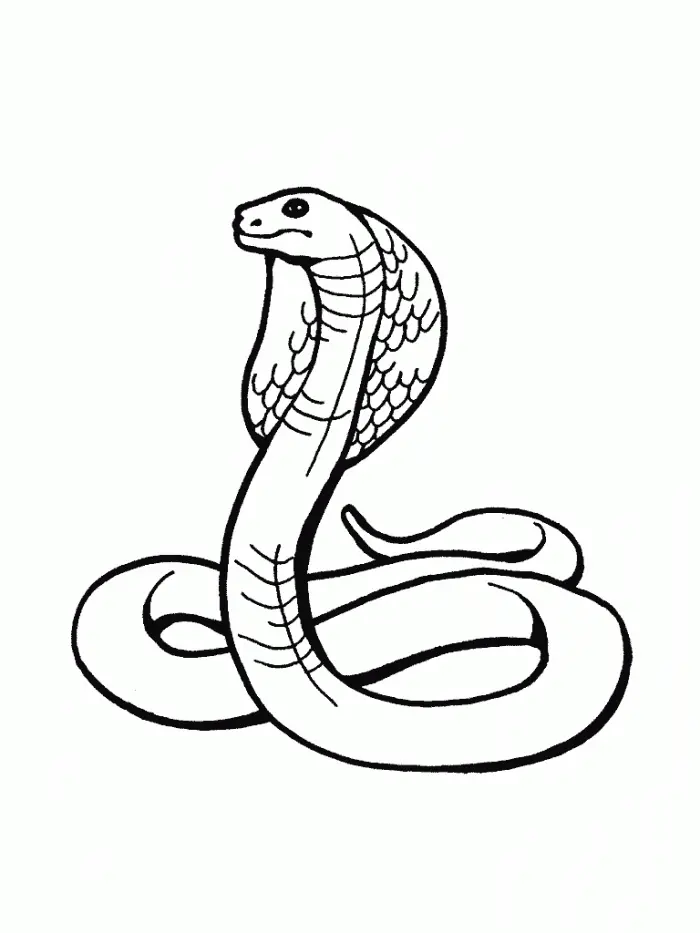 Serpiente Para Colorear 101