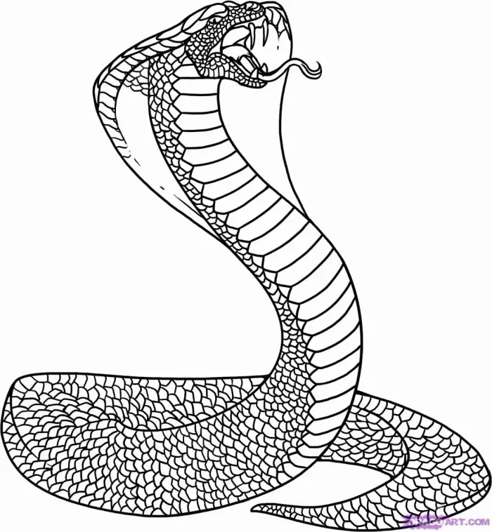 Serpiente Para Colorear 103
