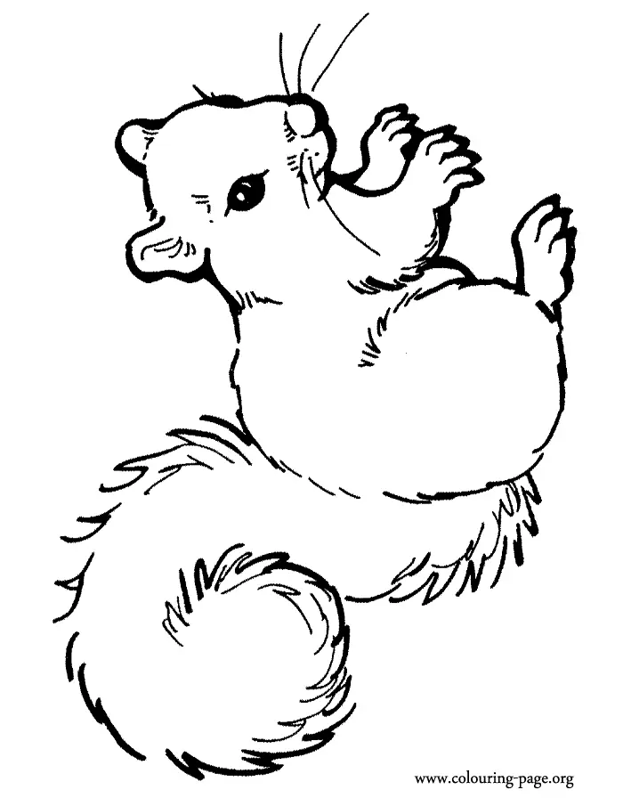 Squirrel Coloring Pages 11