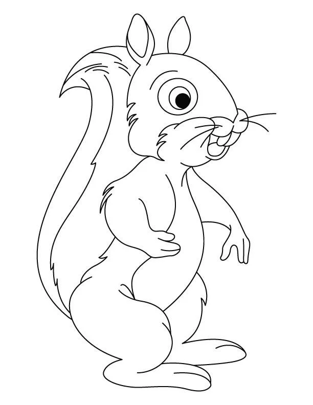 Squirrel Coloring Pages 17