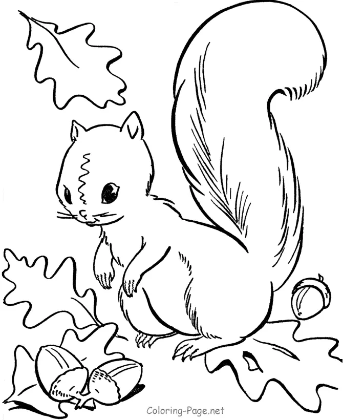 Squirrel Coloring Pages 28