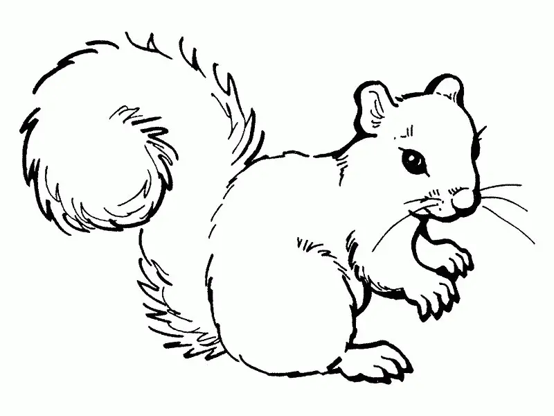 Squirrel Coloring Pages 29