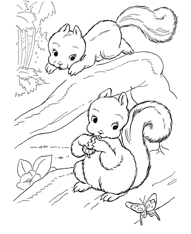 Squirrel Coloring Pages 3