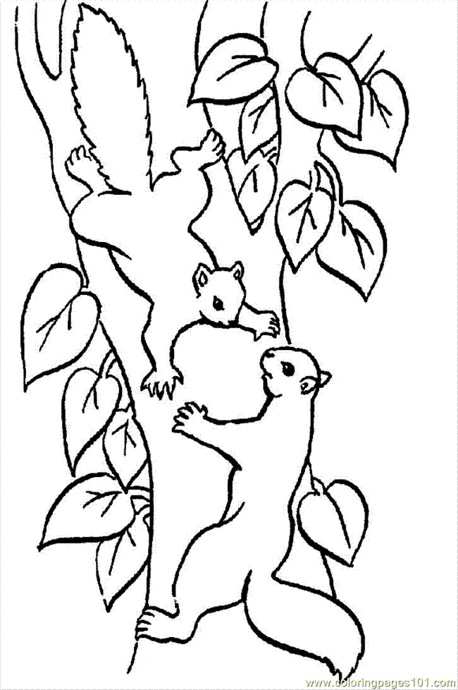 Squirrel Coloring Pages 34