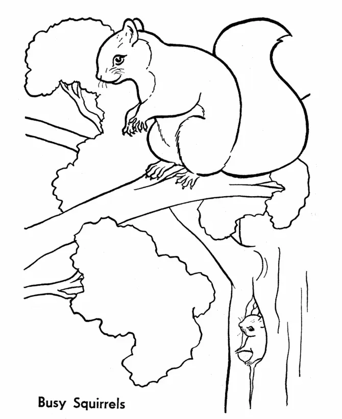 Squirrel Coloring Pages 7