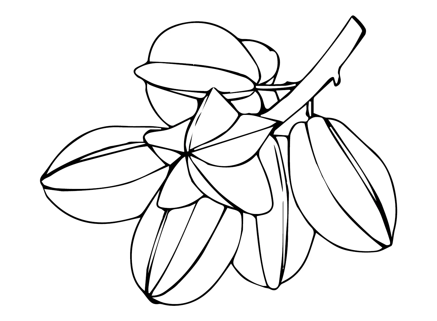 Star Fruit Coloring Pages 9