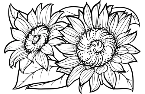 Sunflower Coloring Pages 10