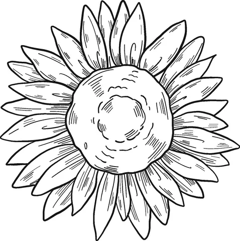 Sunflower Coloring Pages 15