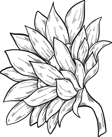 Sunflower Coloring Pages 19