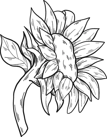 Sunflower Coloring Pages 24