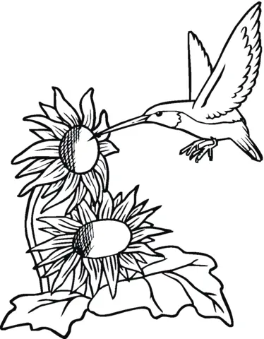 Sunflower Coloring Pages 32