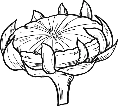 Sunflower Coloring Pages 34