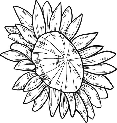 Sunflower Coloring Pages 36