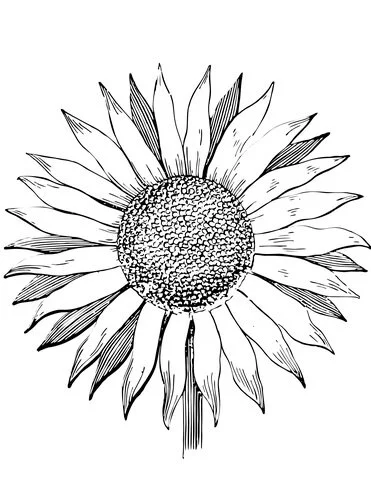 Sunflower Coloring Pages 38