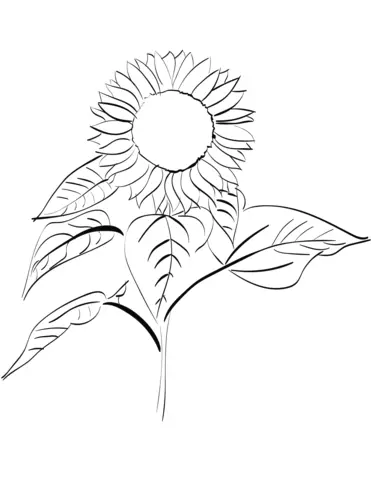 Sunflower Coloring Pages 39