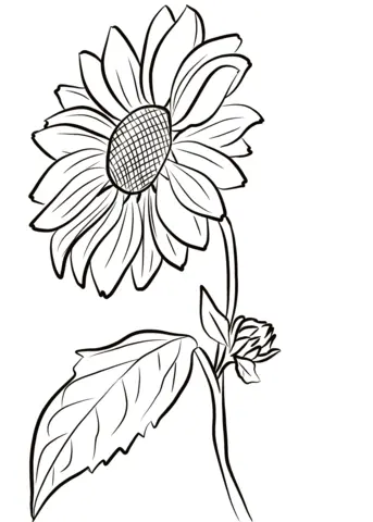 Sunflower Coloring Pages 6