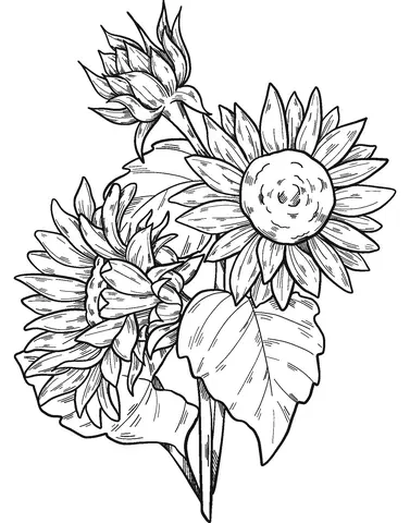 Sunflower Coloring Pages 9