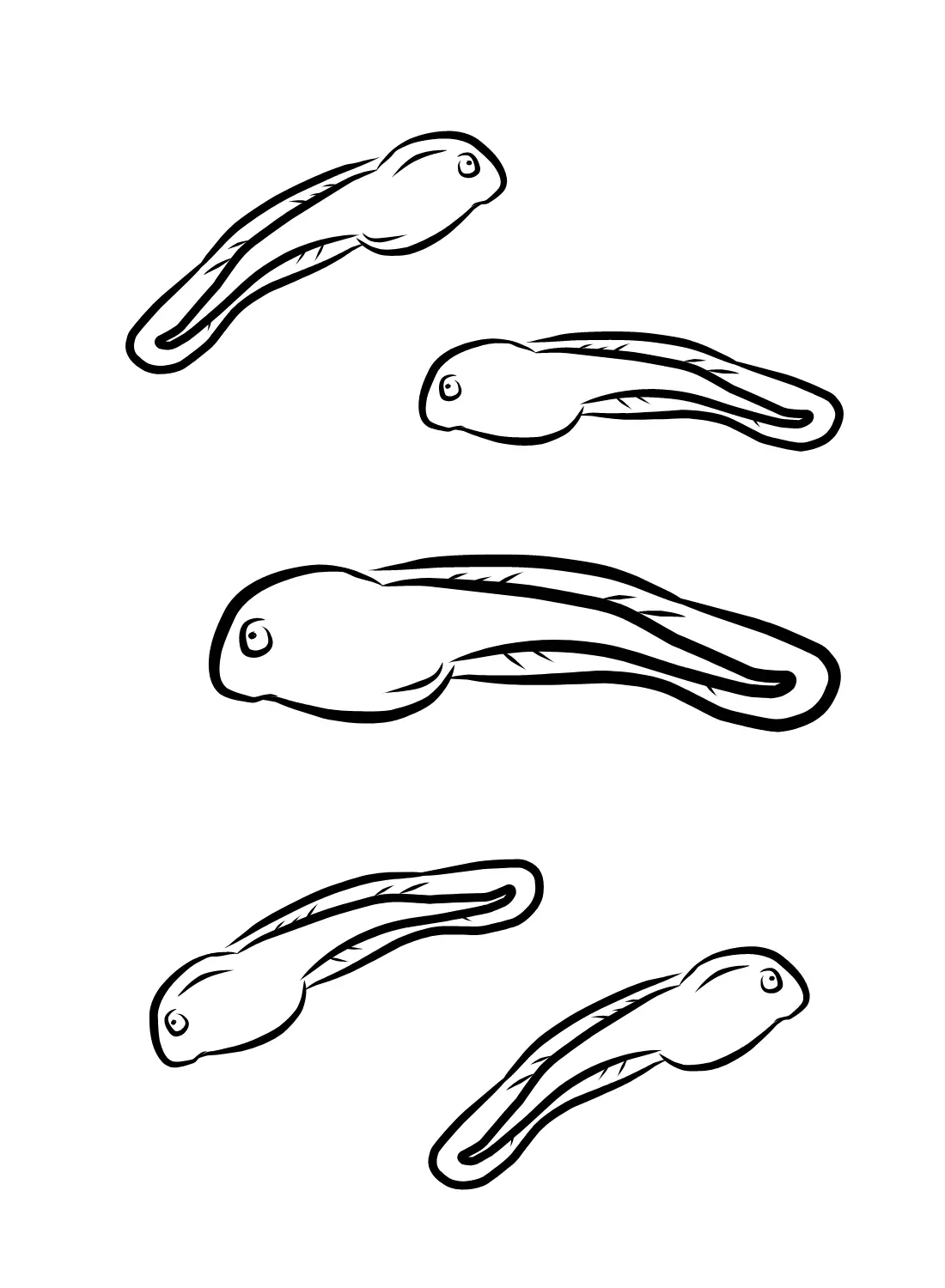 Tadpole Coloring Pages 2