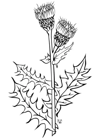 Thistle Coloring Pages 2